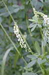 White sweetclover